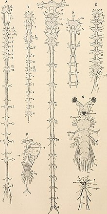 The nervous systems of a selection of crustaceans. Text-book of comparative anatomy (1898) (14592851568).jpg
