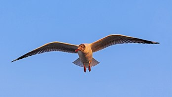 Gaivota-do-índico (Chroicocephalus brunnicephalus) no porto de Bombaim, Índia. (definição 4 770 × 2 683)