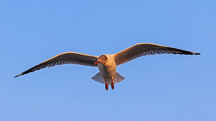 Буроголовая чайка в акватории Бомбейского морского порта