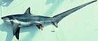 Thresher shark.jpg