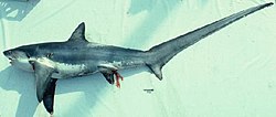 250px-Thresher_shark.jpg