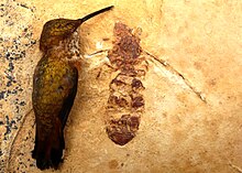 Holotype of T. lubei with rufous hummingbird for scale Titanomyrma lubei 02.jpg