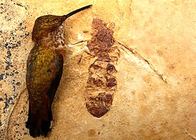 Titanomyrma lubein ja Selasphorus rufus kolibrin kokovertailu