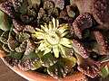 Titanopsis calcarea