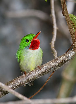 Jamaicai todi (Todus todus)