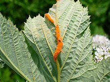 Triphragmium ulmariae, Meadowsweet Rust.jpg