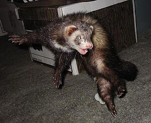 English: This is Vinnie the Ferret in the midd...