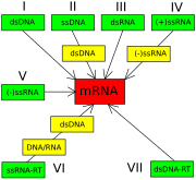 A diagram showing how the Baltimore Classification is based on a virus's DNA or RNA and method of mRNA synthesis