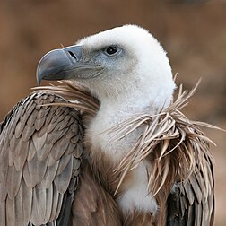 Profil de la tête d’un vautour fauve (Gyps fulvus). (définition réelle 2 336 × 2 336*)