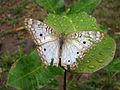 Anartia jatrophae