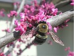 A bumblebee on pink blossom.