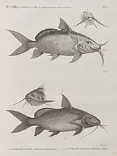 Pimelode guemel (Pimelodus membranaceus) et Pimelode scheilan (Pimelodus clarias).