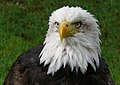 Primer plano de un águila calva, símbolo nacional de Estados Unidos.