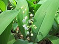 Maiglöckchen Convallaria majalis