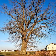 ND Eiche nördlich von Neufahrn