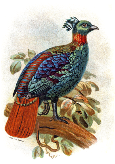 CHAMBA MOONAL PHEASANT.