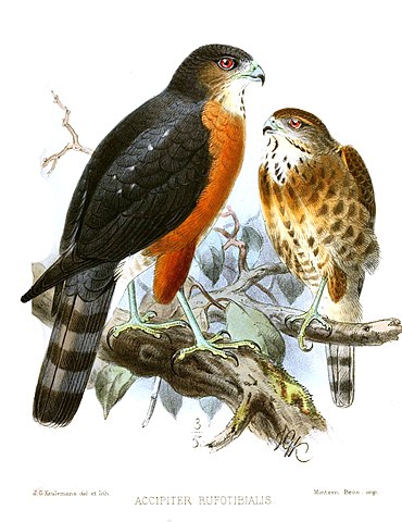 http://upload.wikimedia.org/wikipedia/commons/thumb/1/19/AccipiterRufotibialisKeulemans.jpg/370px-AccipiterRufotibialisKeulemans.jpg