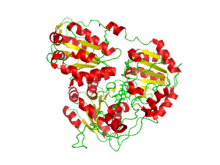 Ацетолактаза Synthase.png