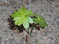 Siewka Aconitum napellus.