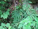 Adiantum viridimontanum