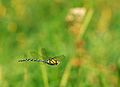 Aeshna cyanea male in flight