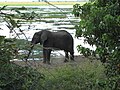 An elephant in the Zambezi river, Botswana