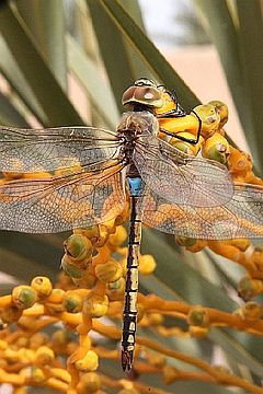 ♂ Anax ephippiger