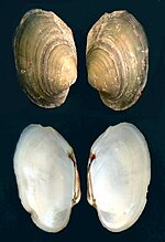 Miniatura para Anodontites trapesialis