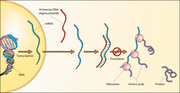 Miniatuur voor Antisense-RNA