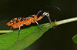 Assassin Bug (Triatoma sp.) (23405444660).jpg