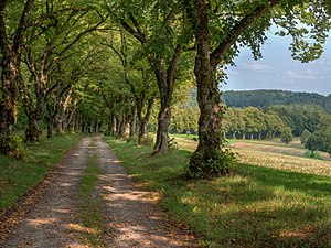 36. Platz: Ermell mit Allee zum Schloss Oberaufsess in der Fränkischen Schweiz