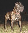 Bandog Picture.jpg