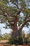 These tropical deciduous trees with their gigantic shiny trunks, thin branches and delicate foliage are a distinctive element in the flora north of the Soutpansberg and give a special character to the plant life of the region. During the rainy season they in the district of Messina in the far northern extremity of the Transvaal there is a strange group of natural monuments. All the Baobab or 'Cream-of-Tartar' trees on the farms Vogelenzang, Messina, Singelele, Berkenrode, Prinzenhage, Stockford and Toynton Type of site: Tree.