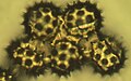 Grains de pollen (400x)