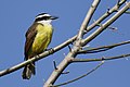 Pitangus sulphuratus argentinus en Buenos Aires, Argentina.