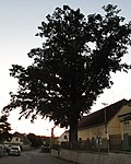 Památný strom u místní hospody