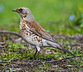 Miniatura para Turdus pilaris