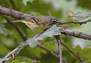 Blukapa vireo