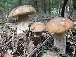 Білий гриб (Boletus edulis)