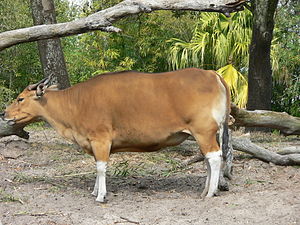 Banteng (Bos javanicus)