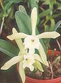 Brassavola glauca