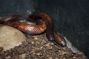 Eerdpython (Calabaria reinhardtii) LC - least concern (ei trüüwet)