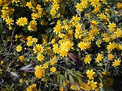 California goldfields at Antelope Valley California Poppy Reserve