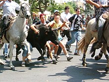 A bandido
at Calvisson. Contact has been made with the bull: but it has not yet been stopped. Calvisson - Bandido Caught.jpg