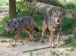 Canis lupus signatus (зоопарк Керкраде) 20.jpg