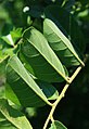 Capparis tomentosa