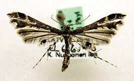 Capperia trichodactyla