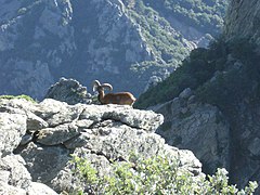 Mouflon au mont Caroux (Hérault), devenu l'un des emblèmes du parc.