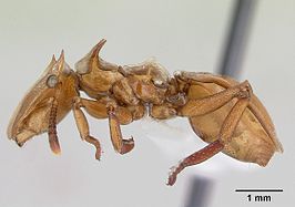 Cephalotes clypeatus