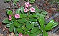 Chimaphila umbellata